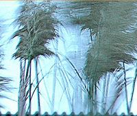 wind